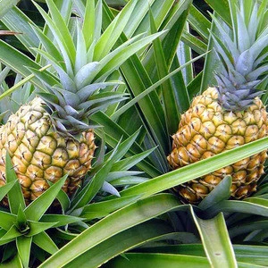 Wholesale Fresh Pineapple / Pineapple Fruit Price / Bulk Fresh Fruit Pineapple