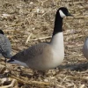 wholesale HDPE/EVA plastic canada goose, hunting wild goose decoys.