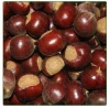 wholesale price chinese organic fresh chestnuts