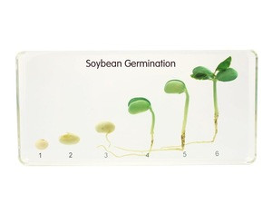 Wholesale Soybean Germination Preserved Biological Plant Specimens