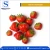 Import Wholesale Supplier of Export Quality Fresh Fruit Strawberries from South Africa