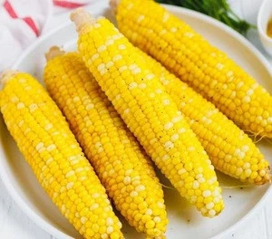 yellow  & white  corn exporters