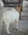 Import Live Boer Goats from Germany