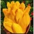Import Soft Dried Mango from Vietnam factory - Best Price from Vietnam