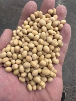 Soybean