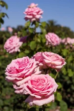 Rose Hydrosol / Rosa hybrid