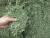 Import Alfalfa Hay and Rhodes Grass Hay from Kenya