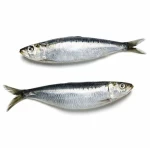 sardine fish