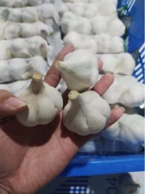 2020 Shandong Cang Shan China "Best wholesale Fresh White Garlic" High Quality for Export