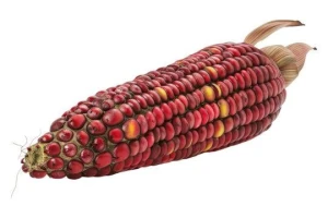 Natural Red Corn Kernels – High Nutritional Value for Food & Feed