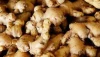 Resh Ginger mature importer of fresh vegetables air dried ginger