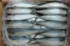 Fresh Mackerel fish for export