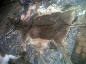 Donkey Hide, Dry and Wet Salted Donkey Hides, Cow Skins, Cow Hides