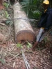 A grade bilinga wood logs for sale.