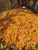 Yellow Maize 100% Natural Dried