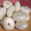 Bulk Bianca di Maggio Onions supplier stock