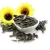 Import Top quality Sunflower Seeds, Sunflower Oil, Sun Flower Seeds Raw Sunflower Seeds from South Africa