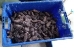 SEA CUCUMBER
