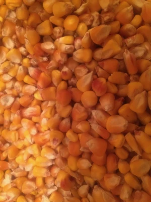 South African Non GMO Yellow maize suppliers
