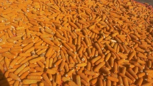 Yellow Maize from Myanmar