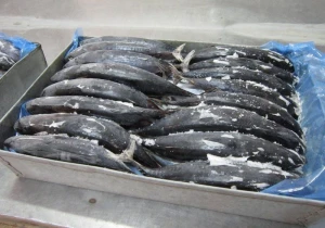 Whole Round Frozen Bonito Tuna Fish
