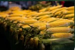 Yellow Corn GMO