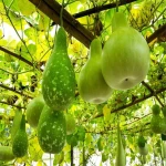 Farm Fresh Bottle Gourd Vegetable for Weight Loss Recipes