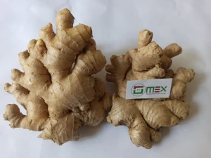 High Quality Best Price Fresh Ginger Young And Old All Types