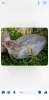Quail eggs