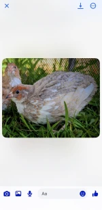 Quail eggs