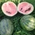 Import Glycerin (Watermelon) Fruit Extract without preservatives from Bulgaria