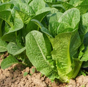 High Yield Good Quality Peacock Lettuce Seeds