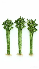 Spiral lucky bamboo natural evergreen ornamental plants