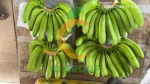 Fresh Cavendish Banana from Vietnam