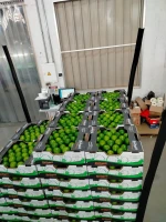 Limes