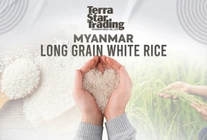 Rice