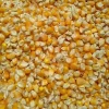 Maize corn