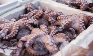 Octopus Frozen