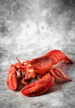Live lobster