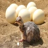 FERTILE OSTRICH EGGS AND CHICKS AND FEATHERS FOR SALE