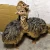 Import FERTILE OSTRICH EGGS AND CHICKS AND FEATHERS FOR SALE from Czech Republic
