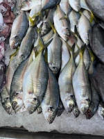 Frozen Mackerel