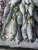 Import Frozen Mackerel from India