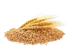 wheat
