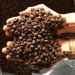 Robusta Coffee Beans for Sale Bulk Export Manufacturer Supplier Wholesale