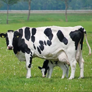 Hot Sale Live Dairy Cows and Pregnant Holstein Heifers Pregnant Holstein Live Sheep Cattle