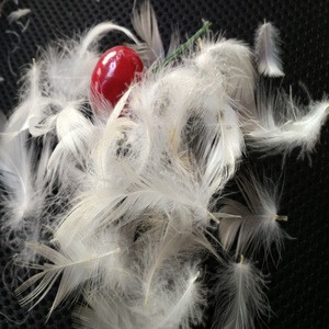 2-4cm or 16 inch ostrich 80% white duck 20% feathers for sale