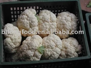 2019 new crop chinese fresh cauliflower supply all the year round
