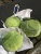 Import 2021 Chinese Fresh Round Cabbage/Flat Cabbage/ Purple Cabbage with Gap Certificate Supplying All The Year Round from China
