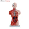 26cm Human Organs Model With 15 Parts For School Supply